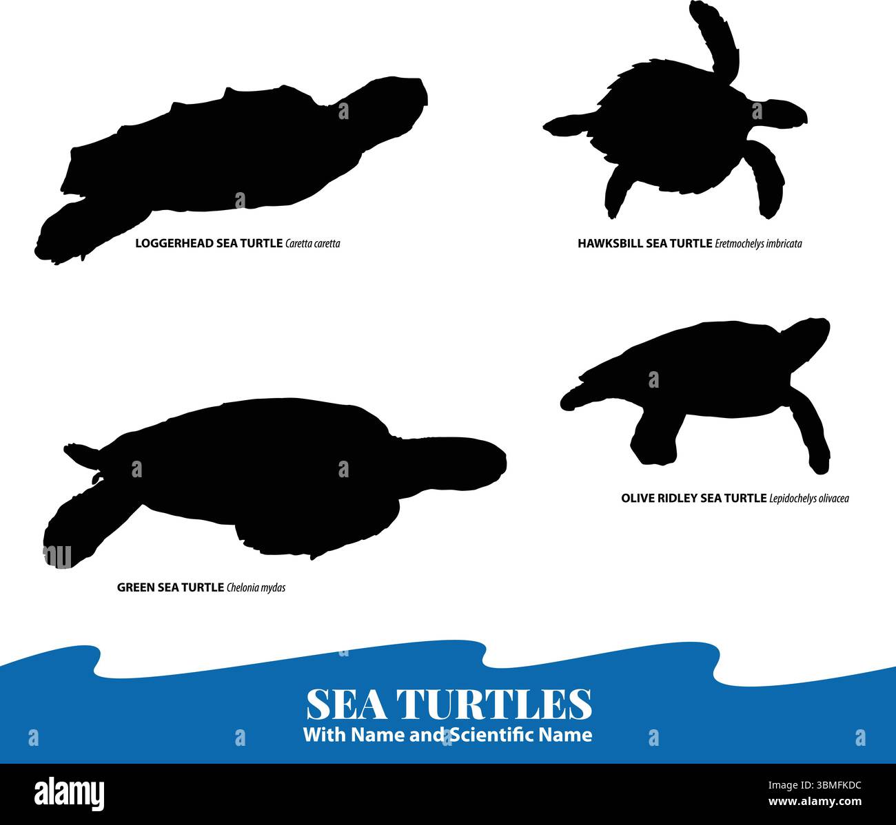 Set di vettoriali per tartarughe marine con nomi scientifici Endangered Sea Turtle Species Identification Vector Loggerhead, Green, Hawksbill, Olive Ridley Illustrazione Vettoriale