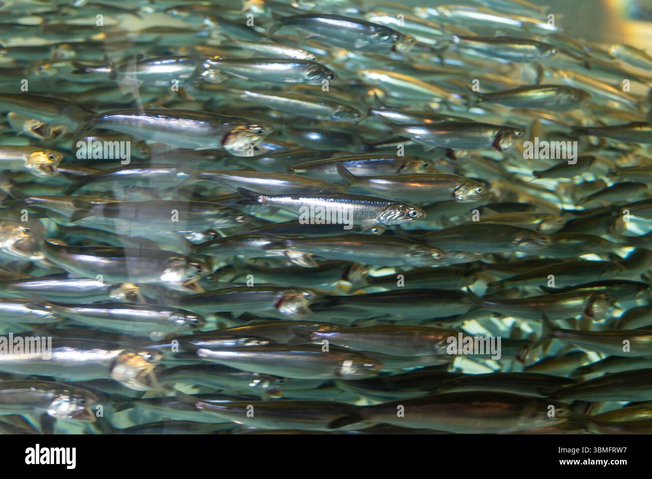 Scuola di pesci sardine, nuotando da vicino insieme in modo sincronizzato. Foto Stock