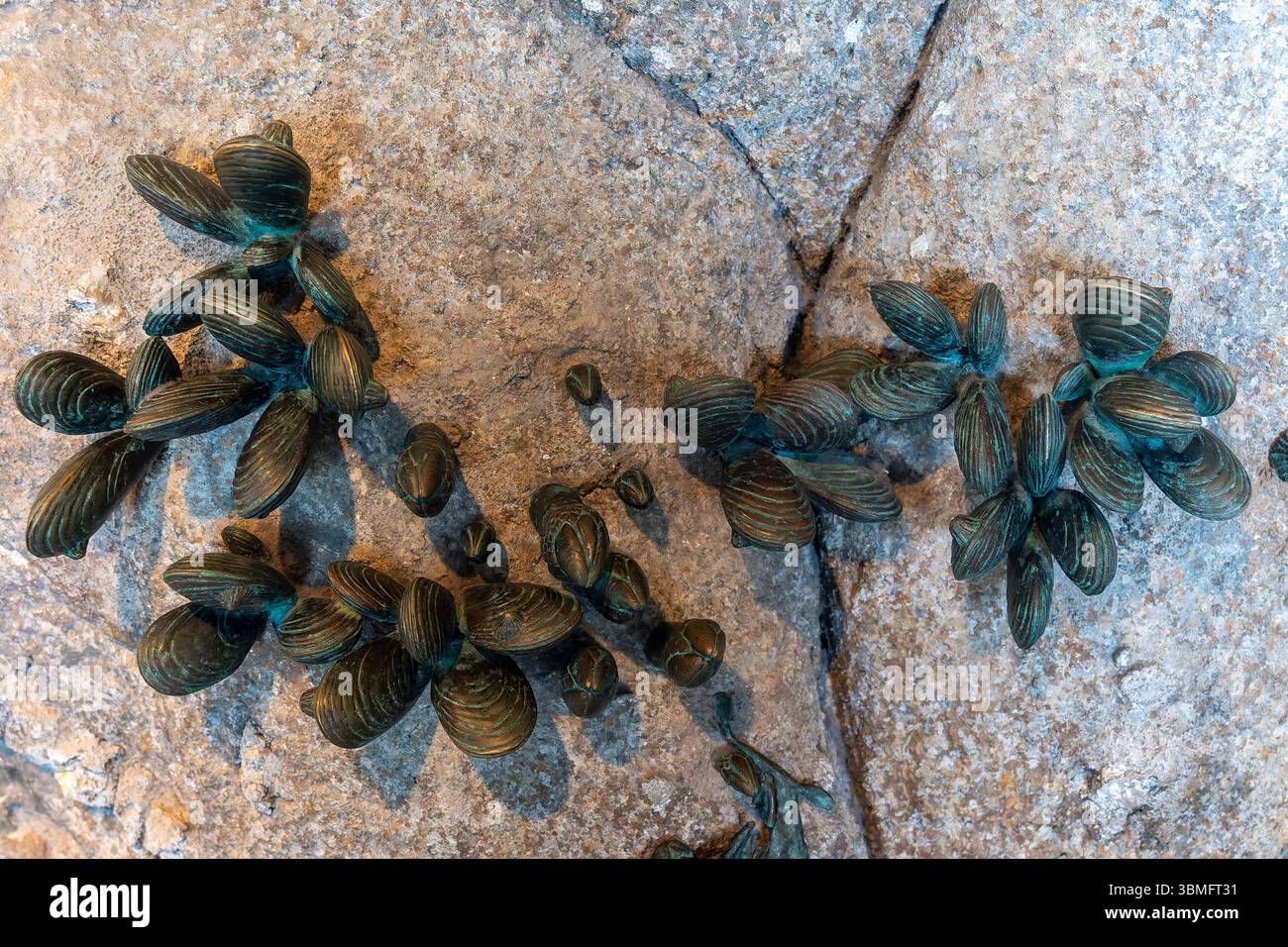 Piccoli gruppi di cozze sono fissati saldamente a una superficie rocciosa ruvida Foto Stock