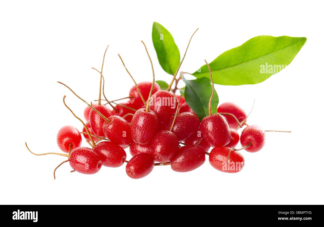 Elaeagnus multiflora isolato su sfondo bianco. Cherry elaeagnus o ciliegia silverberry con foglie verdi. Goumi o gumi Foto Stock