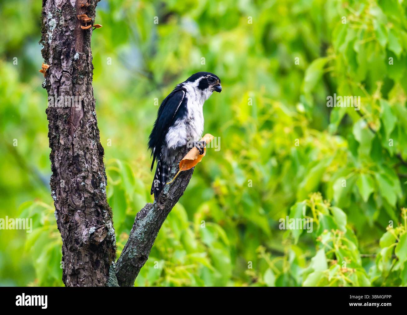 Un falconetto di pied (Microhierax melanoleucos) arroccato su un ramo nella foresta. Provincia di Jiangxi, Cina. Foto Stock