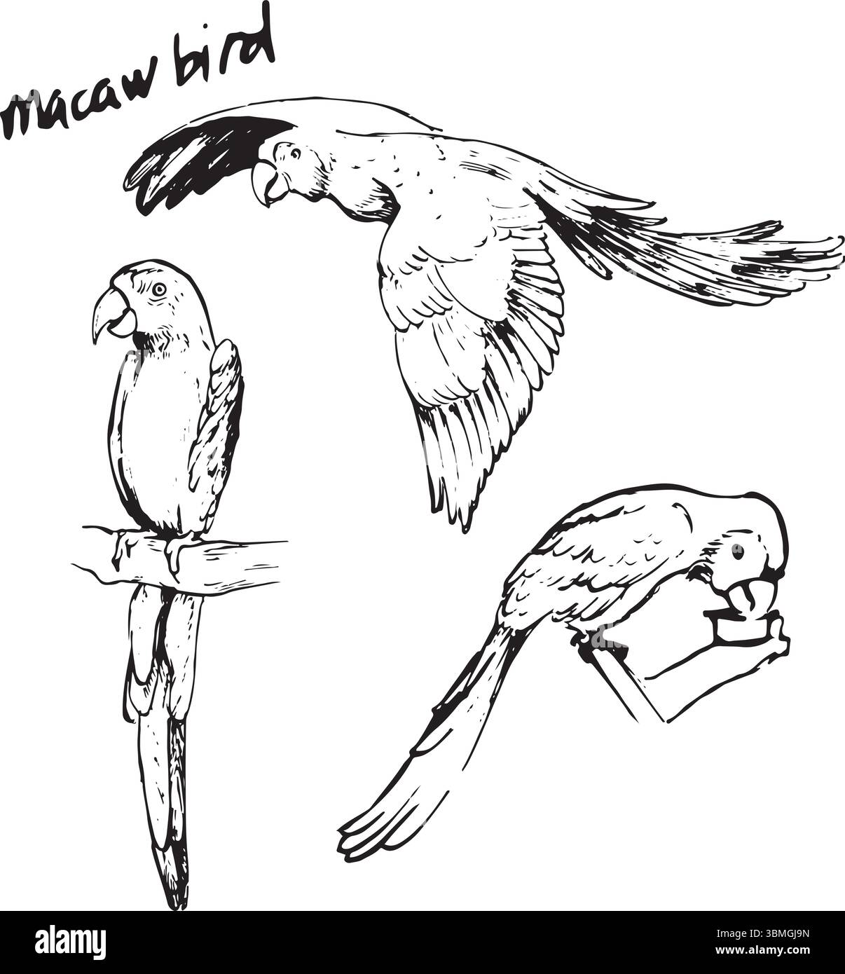 Macaw Bird Ink Drawing – Set vettoriale disegnato a mano di pose per uccelli tropicali. Disegni monocromatici di animali selvatici in uno stile minimalista testurizzato. Illustrazione Vettoriale