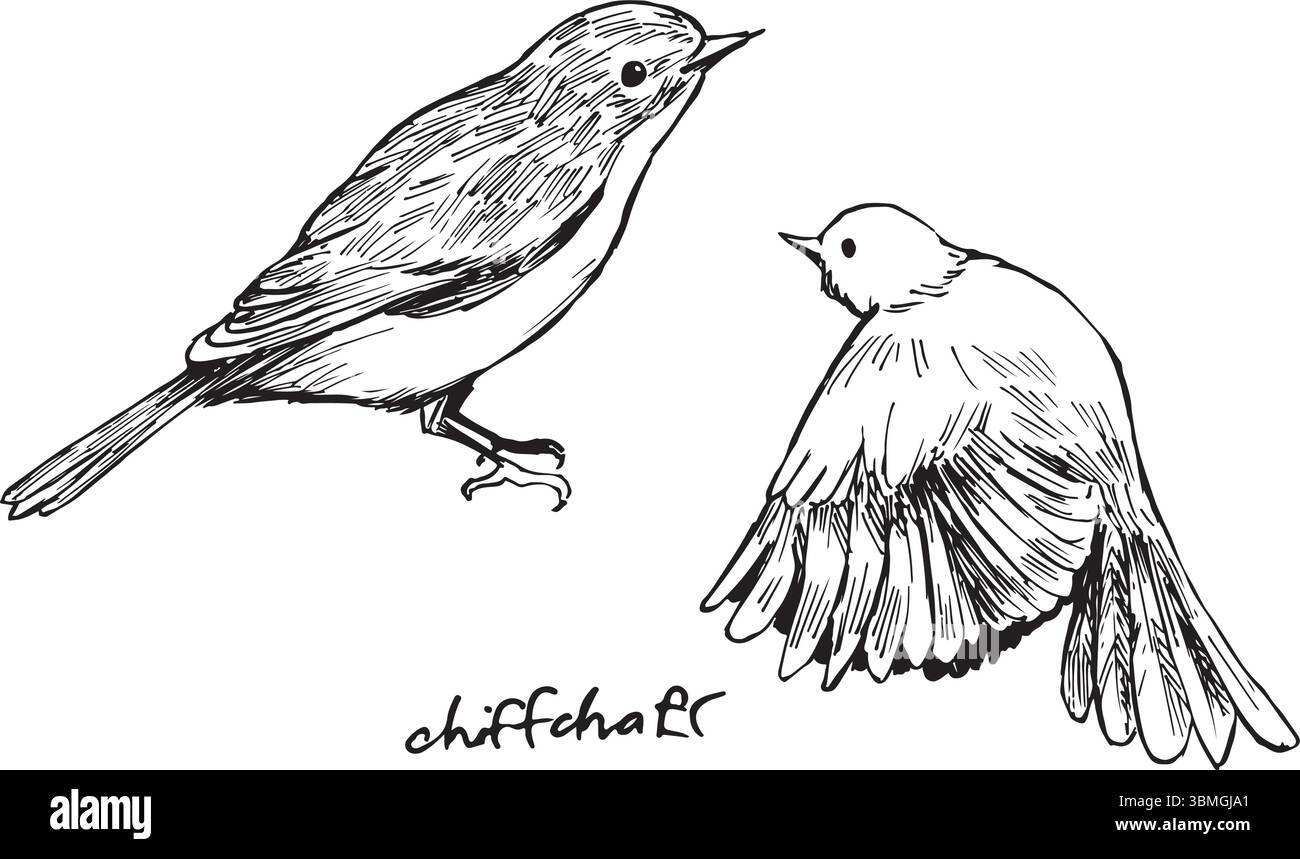 Chiffchaff Flying e le illustrazioni a inchiostro seduto. Parula lamellare nel set di disegni vettoriali di boschi aperti. Semplici schizzi di animali selvatici. Europeo Illustrazione Vettoriale