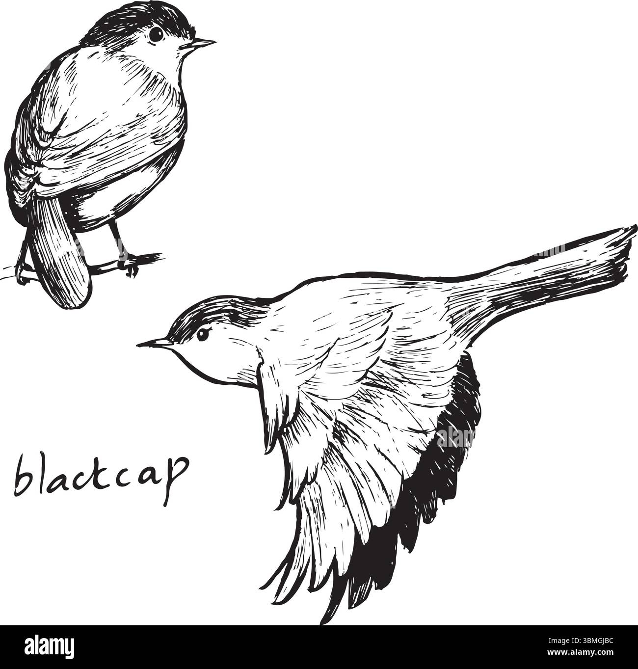 Set da disegno a inchiostro Blackcap, schizzi di birdwatching di due pose: Seduto e volo. Bozzetti di uccelli in bianco e nero, isolati sul bianco, semplici Illustrazione Vettoriale