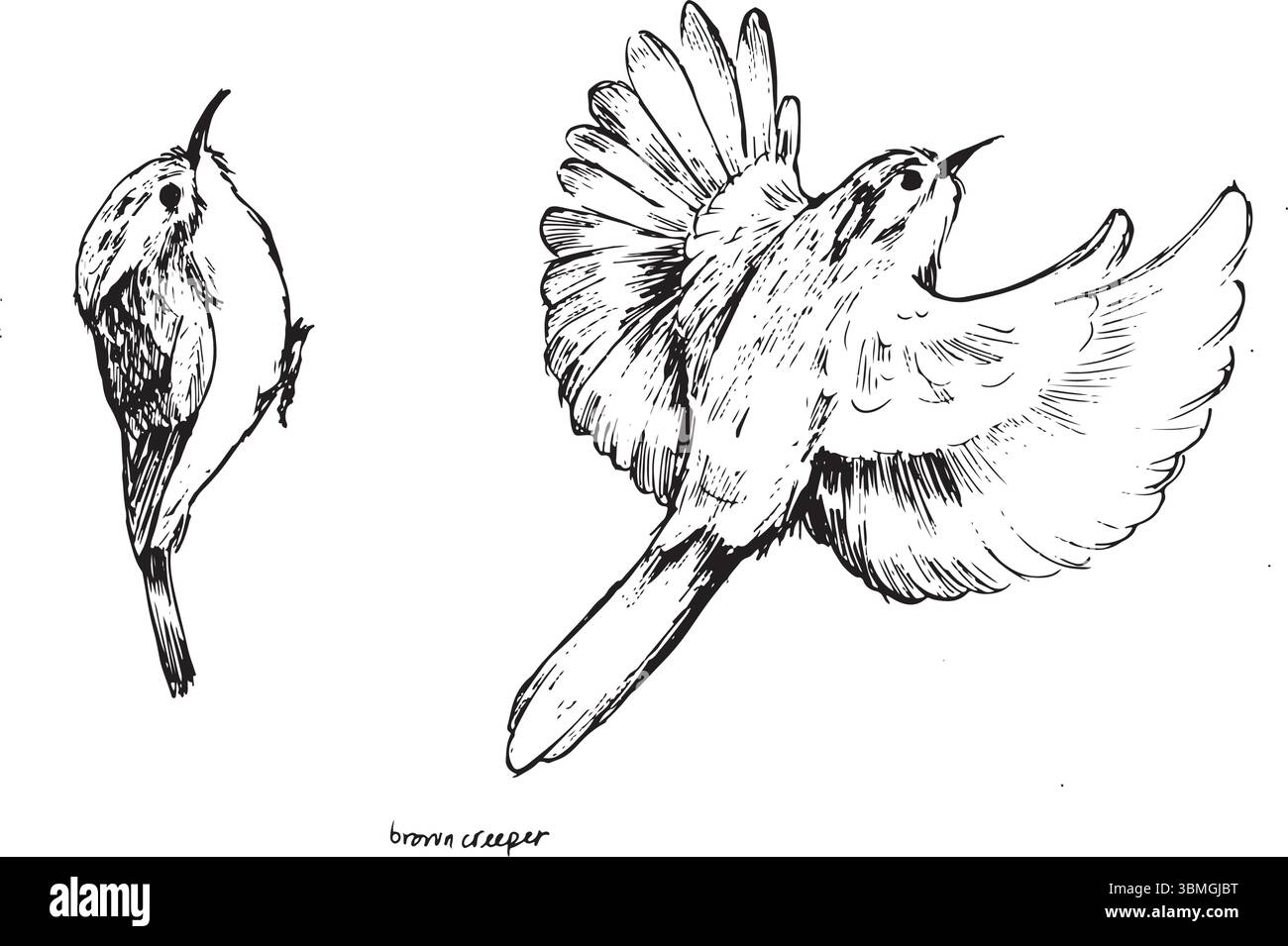 Set di disegni a inchiostro Brown Creeper, schizzi di birdwatching di due pose: Seduta e volo. Bozzetti di uccelli in bianco e nero, isolati su bianco Illustrazione Vettoriale