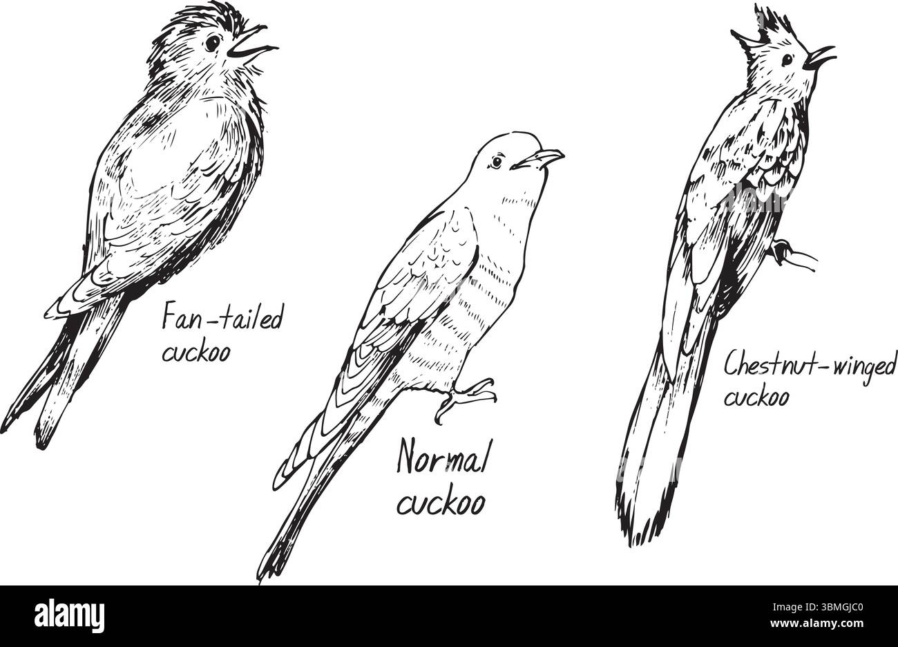 Tipi di disegni a inchiostro a cuculo: A coda ventosa, naturali, con alette a castagno. Set di disegni vettoriali per uccelli migratori di sangue. Semplici schizzi a trama Illustrazione Vettoriale