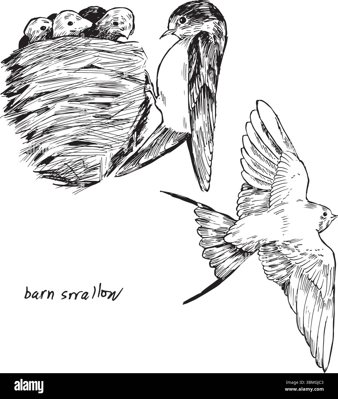 Illustrazioni con inchiostro ingoiato da fienile. Uccello passerino con un set di disegni vettoriali lunghi e profondamente biforcati. Semplici schizzi di animali selvatici. Songbird Illustrazione Vettoriale