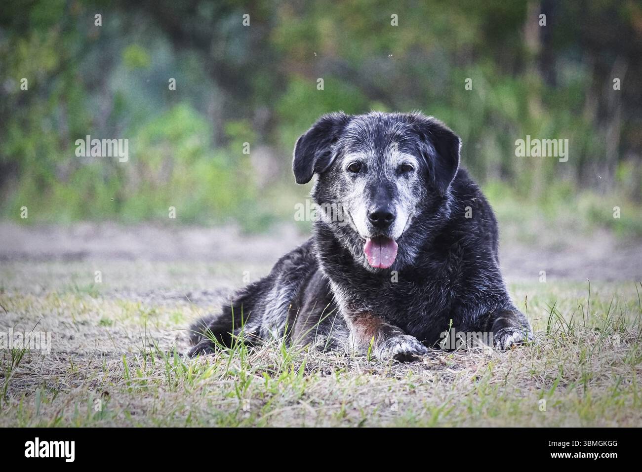 Un vecchio cane poggia su uno sfondo naturale sfocato Foto Stock