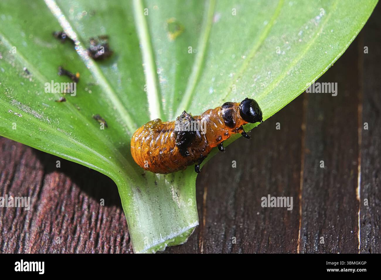 Un giglio beetle larva strisciando sul bordo di una foglia Foto Stock