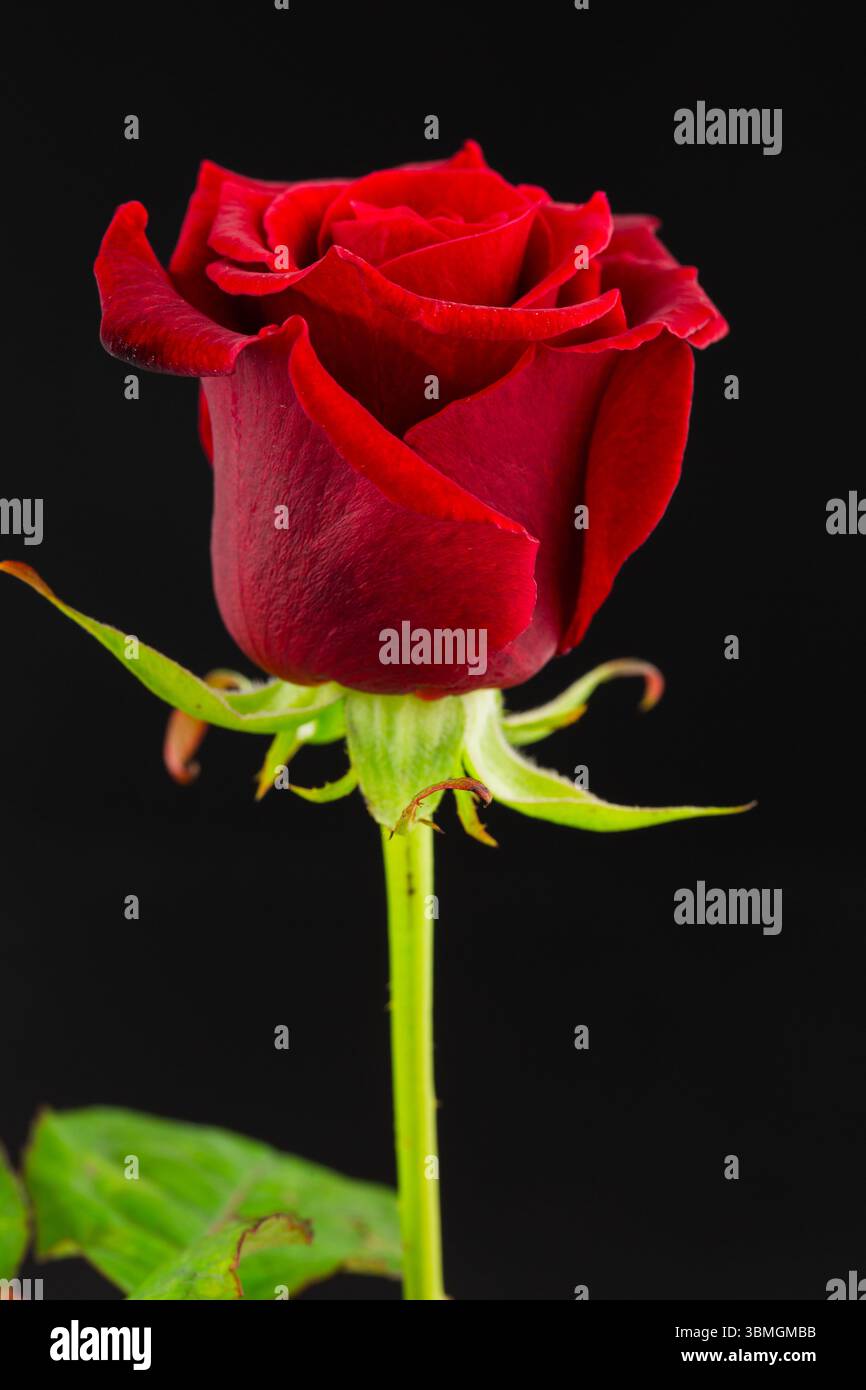 La fioritura di rosa rossa mostra stelo verde e foglie in un design piatto con sfondo scuro Foto Stock