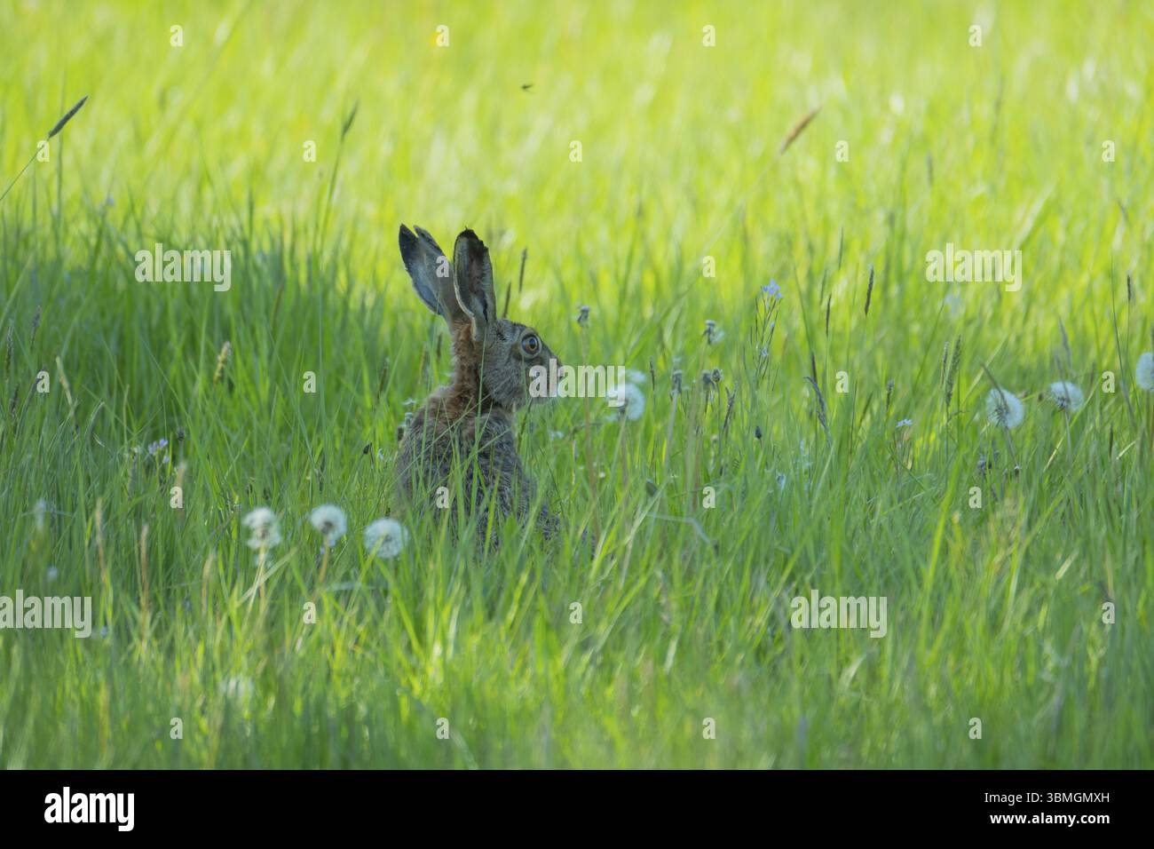 Una lepre (Lepus europaeus) seduta sull'erba, foto degli animali, foto della natura, fauna selvatica, Neustadt am Ruebenberge, regione di Hannover, bassa Sassonia, Ger Foto Stock
