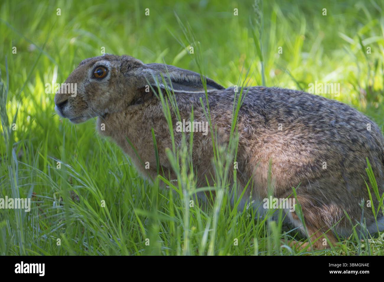 Una lepre (Lepus europaeus) si trova leggermente accovacciata nell'erba, foto di animali, foto della natura, fauna selvatica, Neustadt am Ruebenberge, regione di Hannover, lo Foto Stock