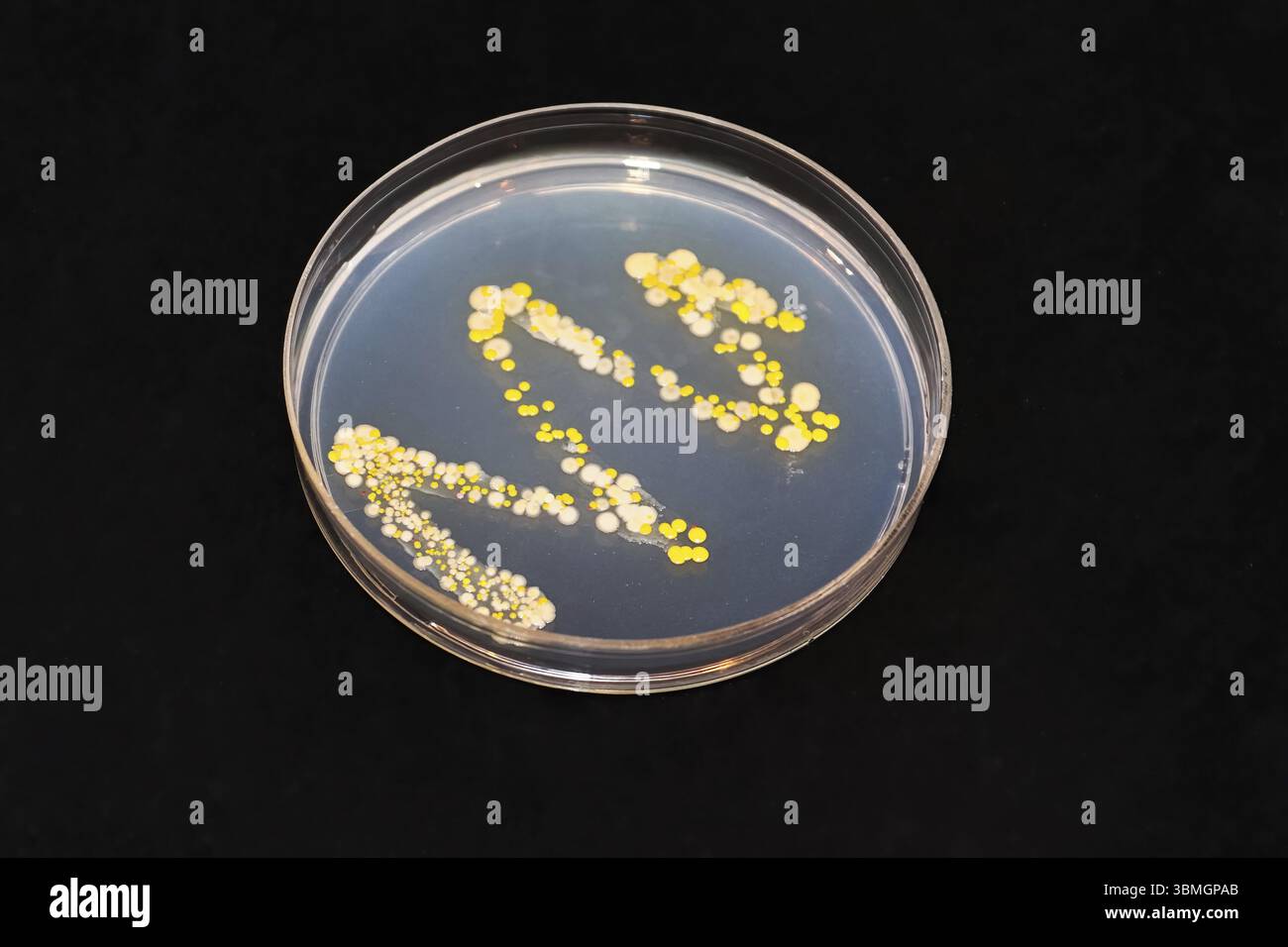 Una capsula di agar con colonie di batteri e funghi contro il nero Foto Stock