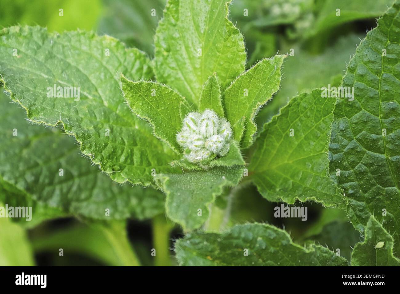 Macro di germogli di fiori di borragine tra foglie Foto Stock