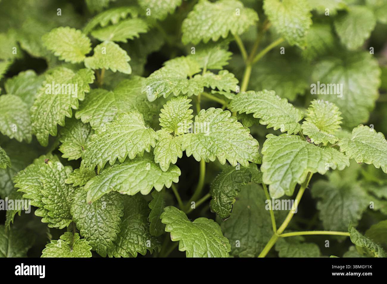 Closeup di foglie su piante di balsamo di limone Foto Stock