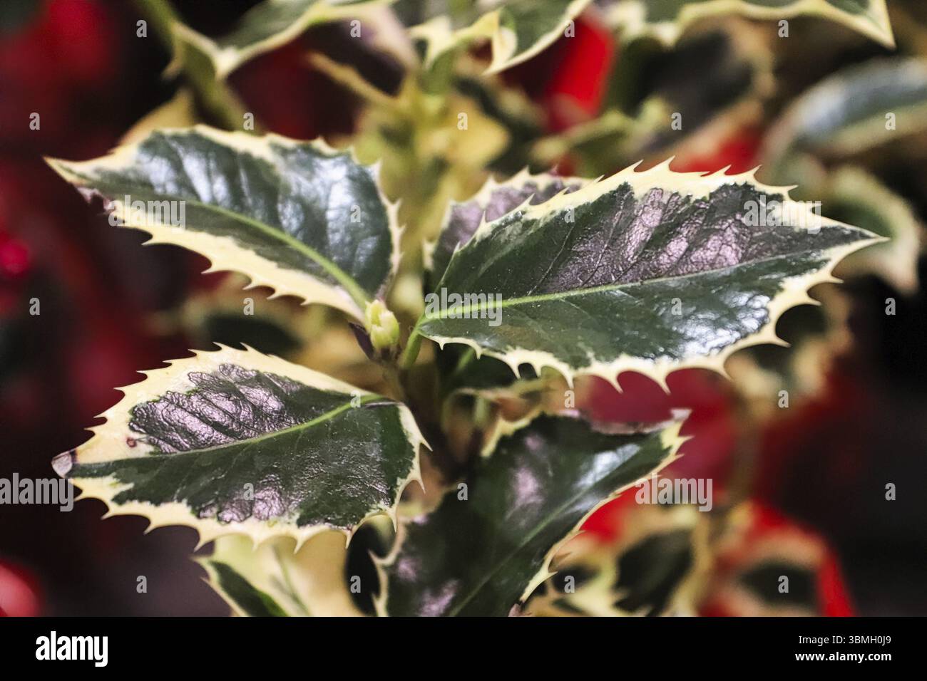 Closeup di piante e foglie di agrifoglio inglesi variegate Foto Stock