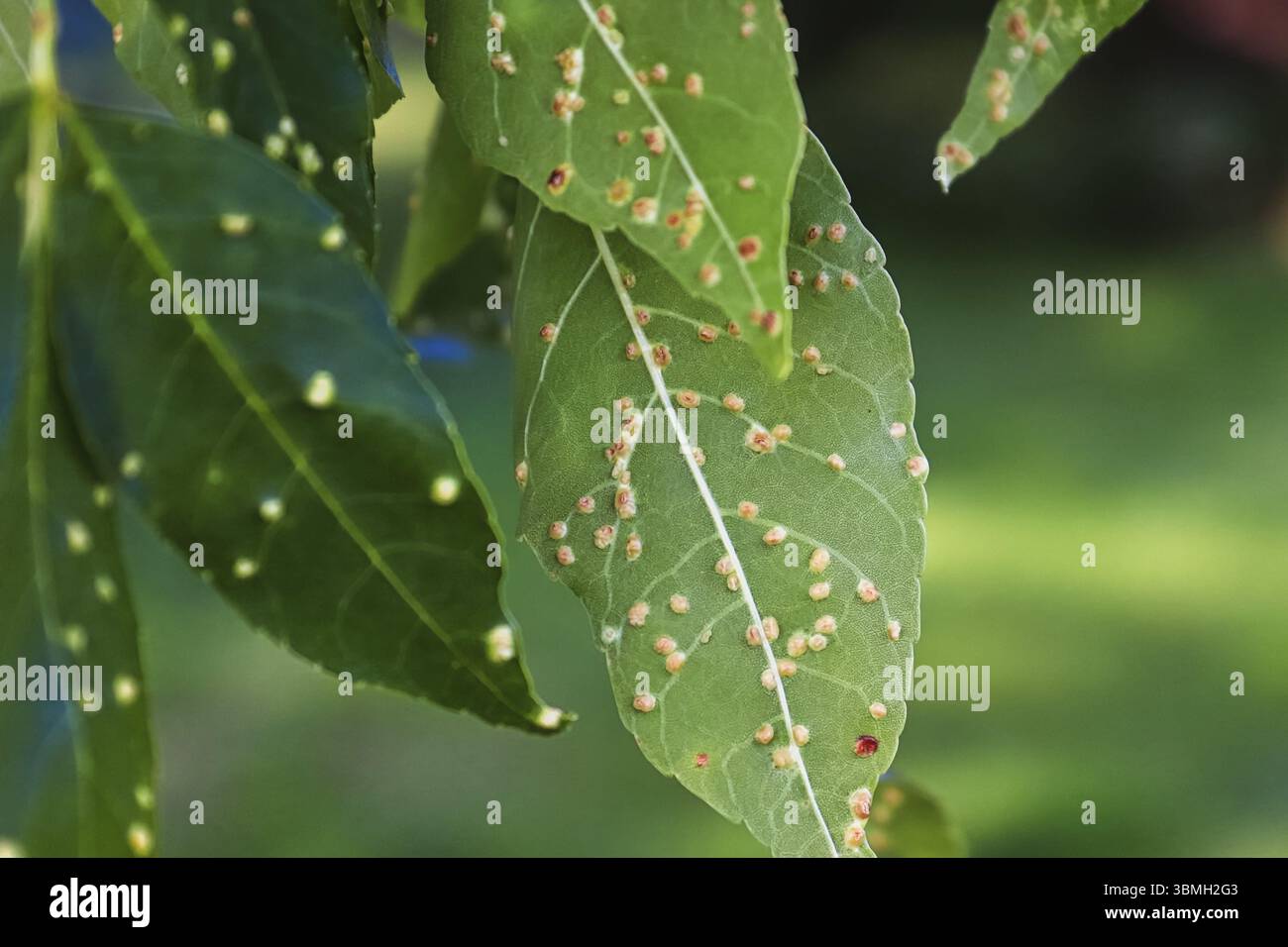 Gall alveoli sul lato inferiore del frassino foglie Foto Stock