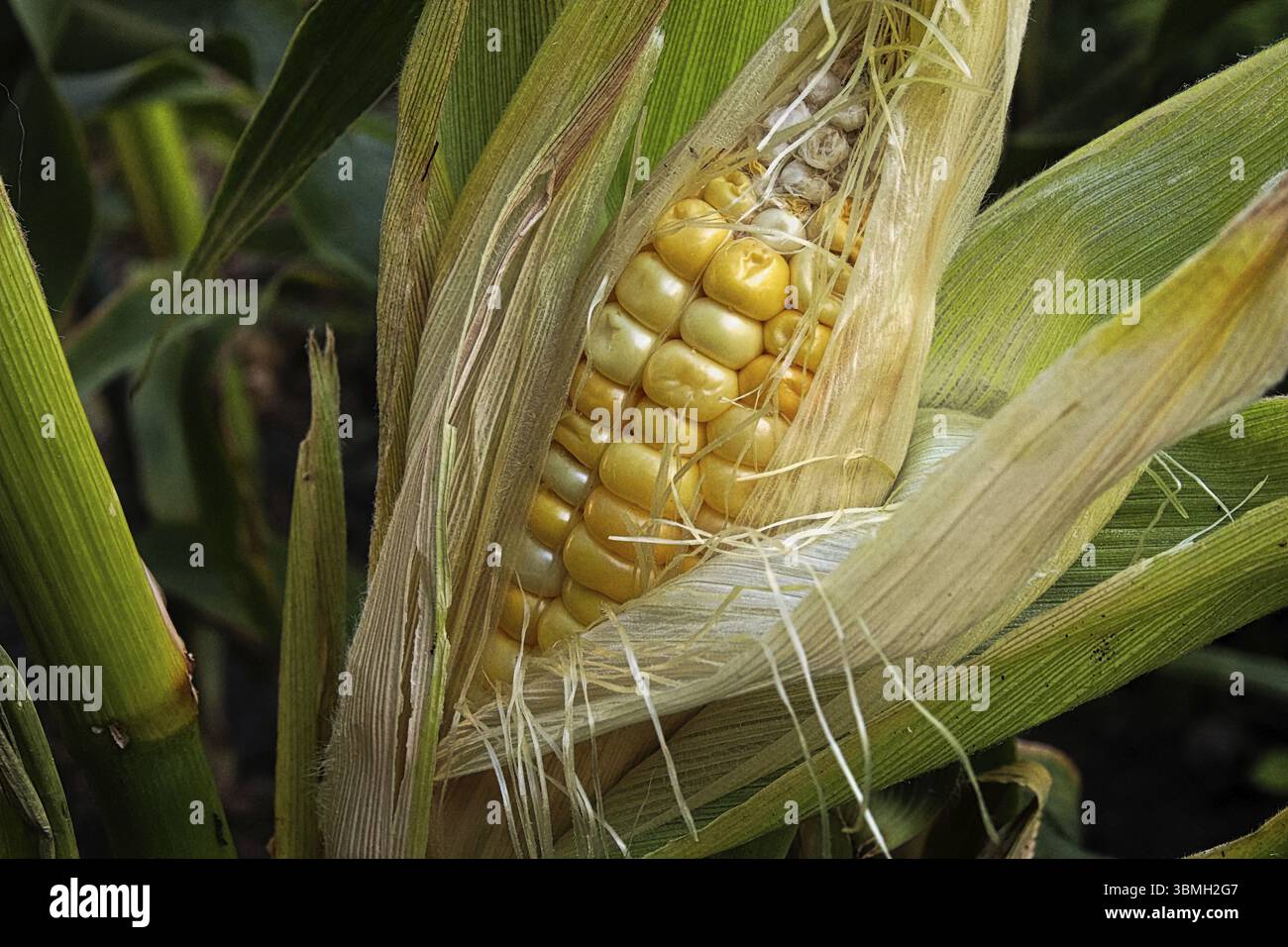 Primo piano di un orecchio maturo di mais ancora in pula Foto Stock