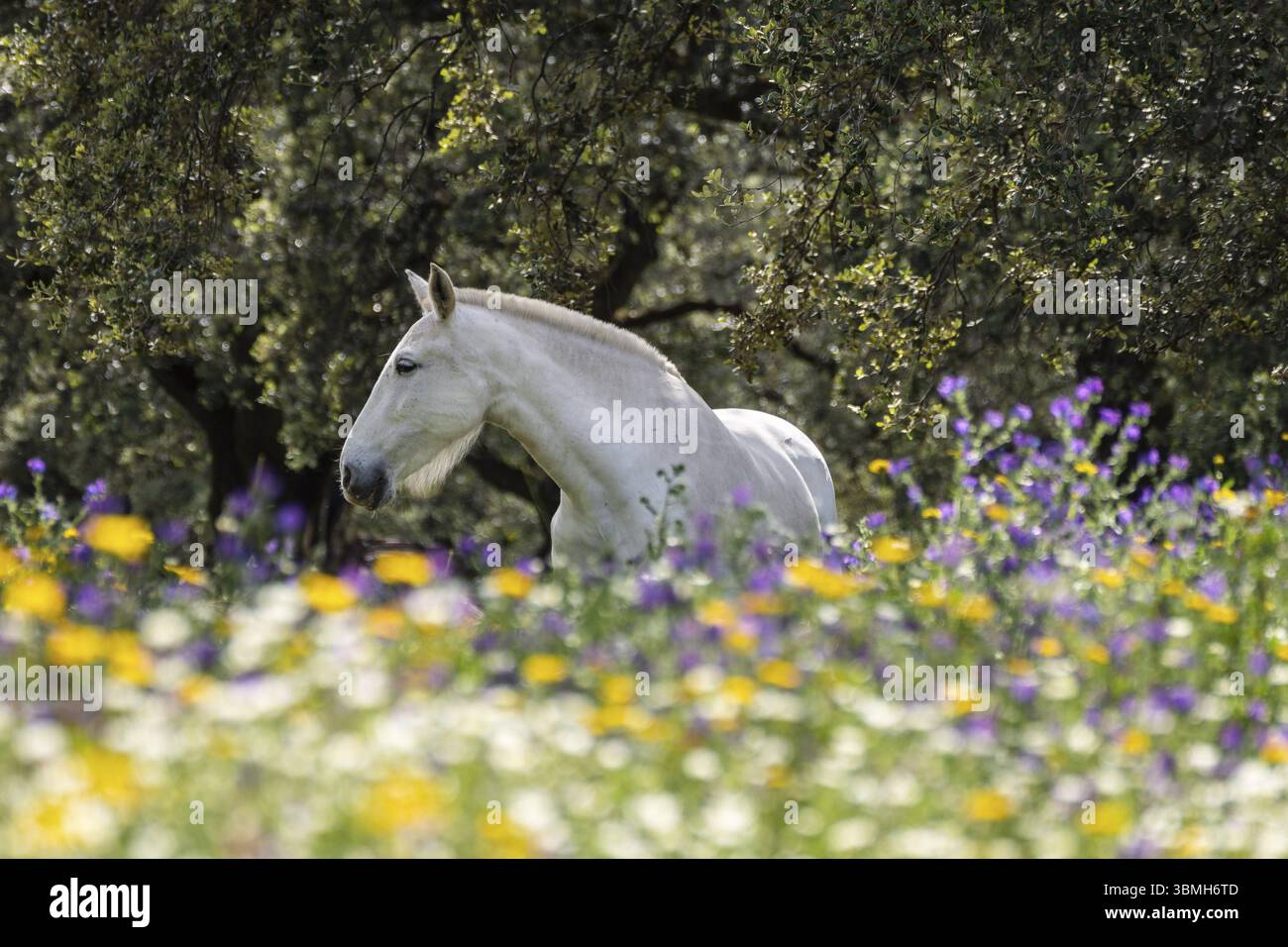 Cavalli in un mare di fiori, Aracena Circular Trail - Monte San Miguel - Aracena - PR-A 49, Cortijo Monte San Miguel, allevamento El Parralejo, Huel Foto Stock
