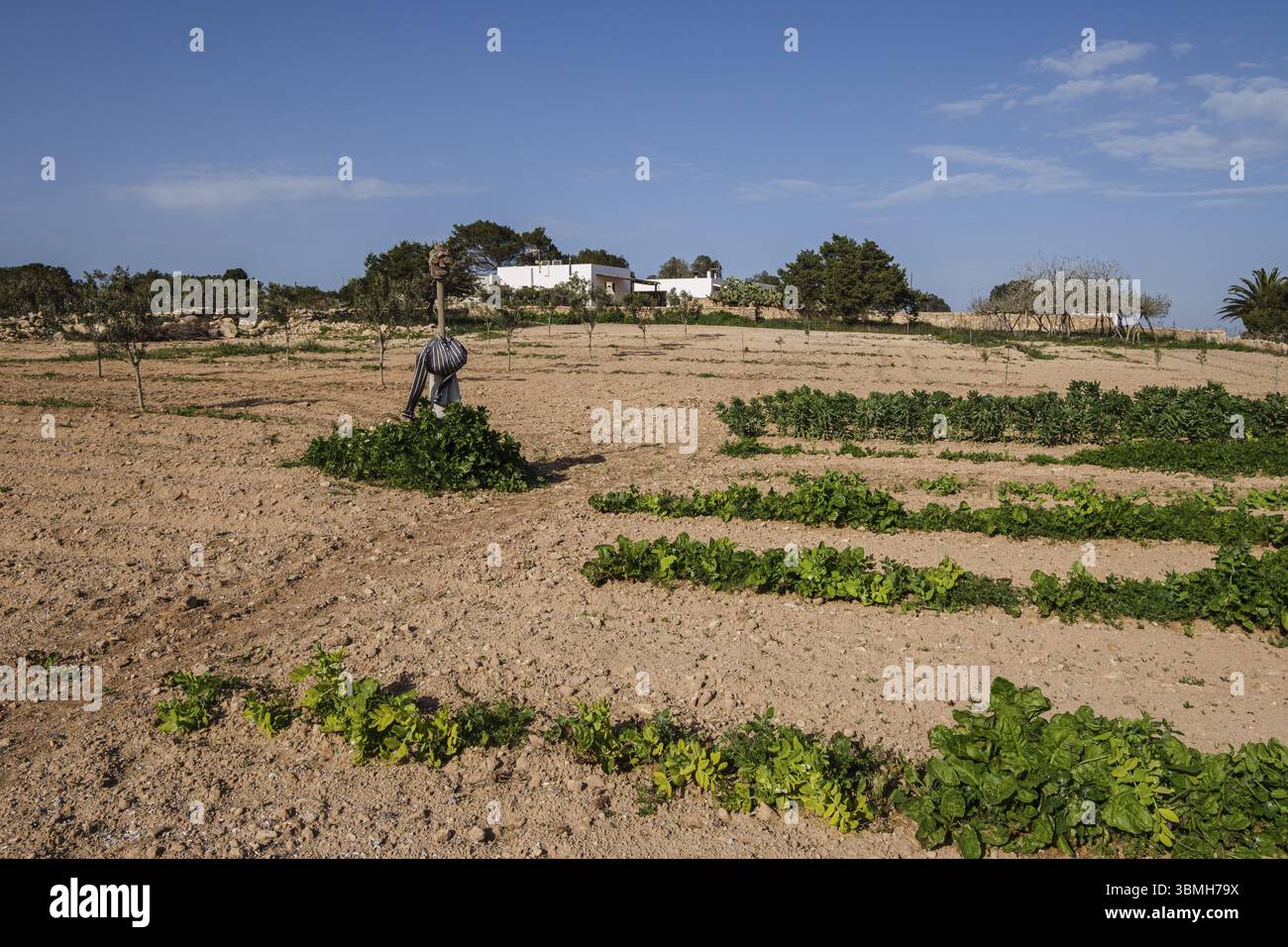 Lo spaventapasseri di legno nella cerchia vegetale, Formentera, Isole Pitiusas, Comunità delle Baleari, Spagna, Europa Foto Stock