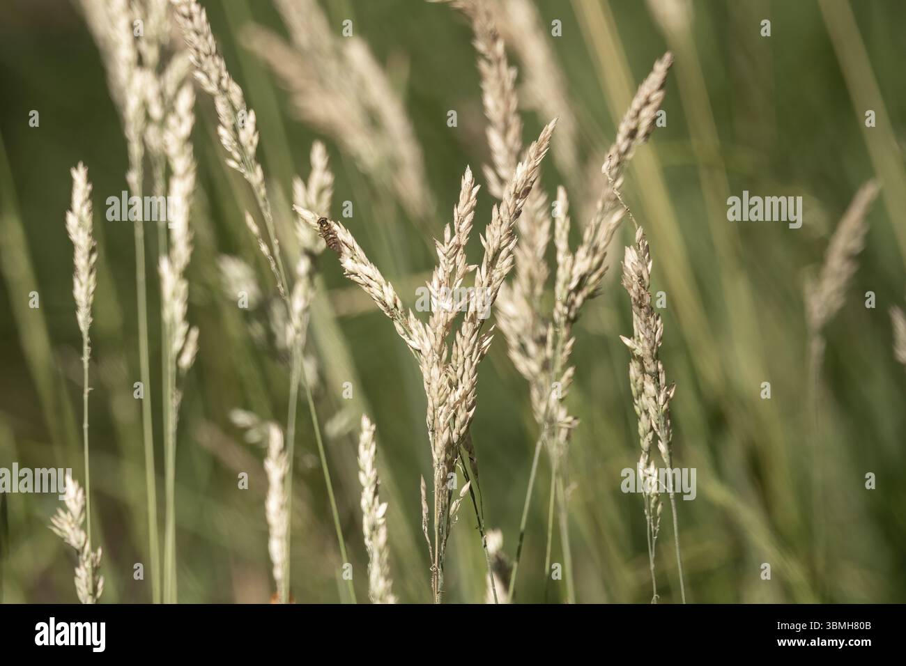 Primo piano di erba secca che ondeggia dolcemente in una brezza estiva, creando un'atmosfera tranquilla e serena con uno sfondo sfocato Foto Stock