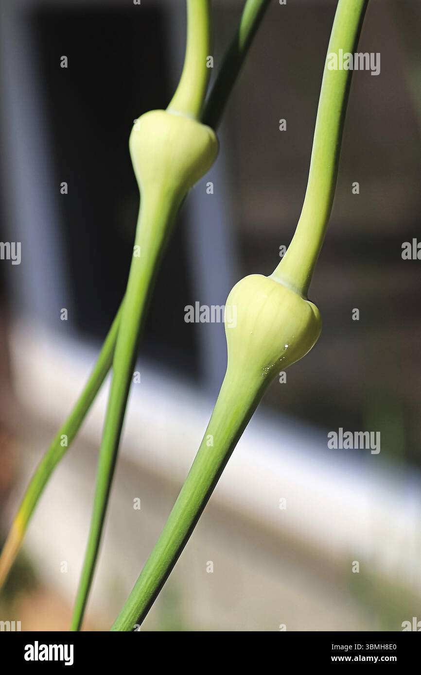 Un closeup verticale di aglio si testa paesaggio Foto Stock