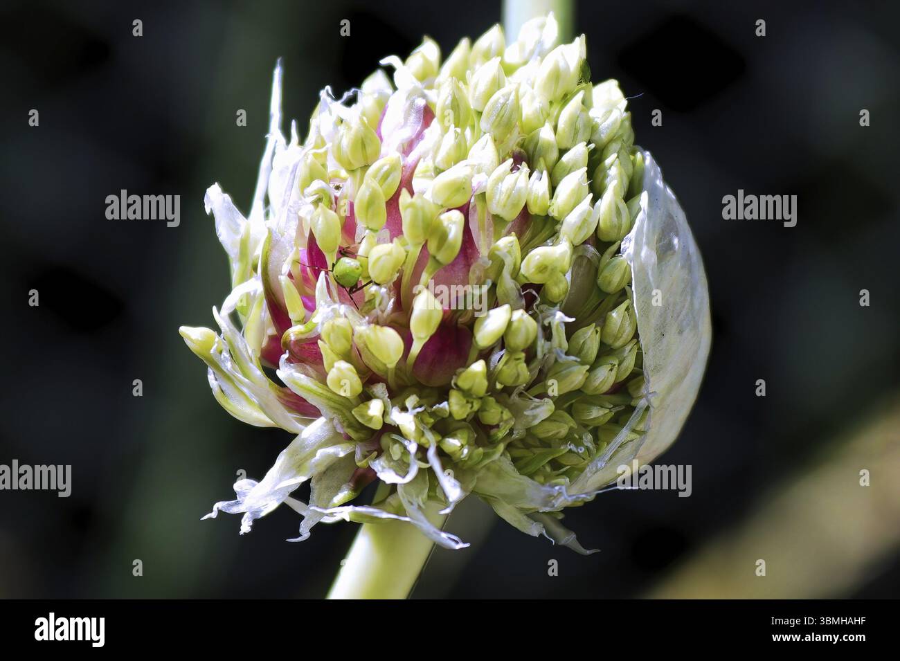 Macro di un aglio paesaggio fiore testa di apertura Foto Stock