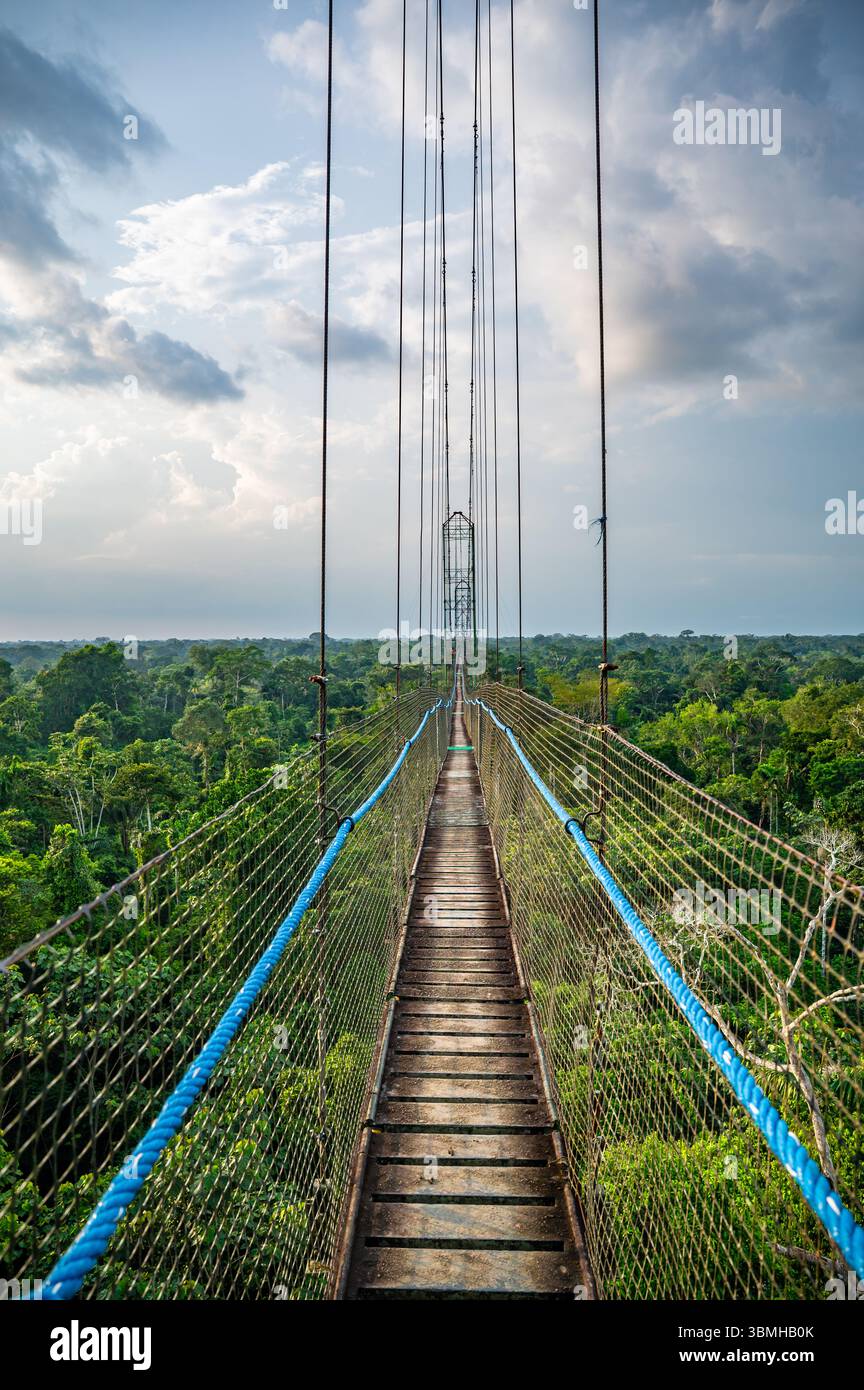 Passeggiata tra le cime delle Amazzoni, Ponte sospeso sopra la foresta pluviale, Coca, Ecuador. Foto Stock