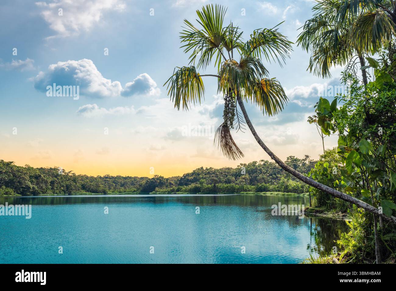 Palme al lago Pilchicocha in Amazzonia, Ecuador. Foto Stock