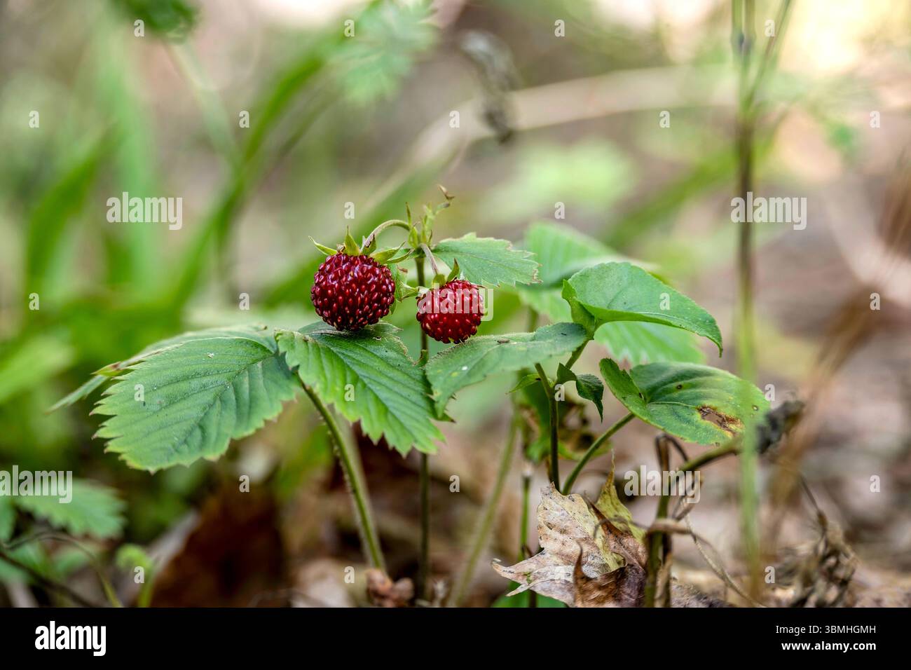 Foto ravvicinata di fragole selvatiche con bacche mature, rosse e foglie verdi in un ambiente forestale naturale, perfetto per progetti a tema naturale. Foto Stock
