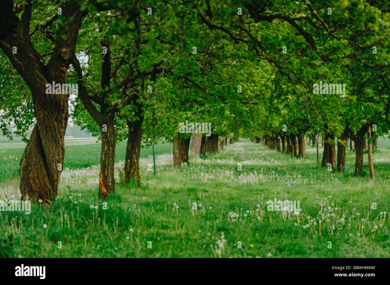 Bellissimo viale verde in primavera, foto di un sentiero alberato nella natura fresca Foto Stock