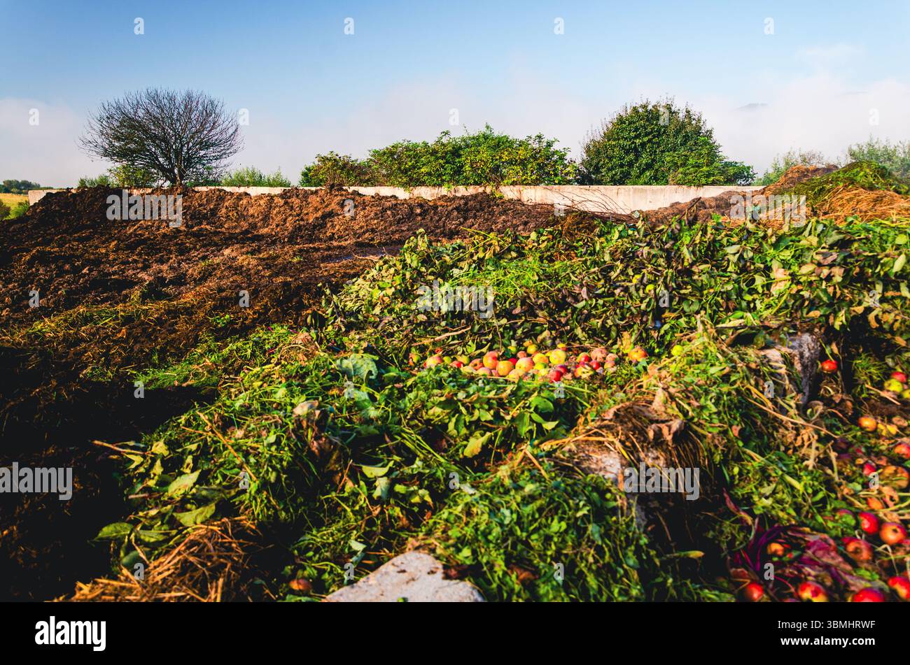 Un campo di ortaggi e frutta, comprese mele e broccoli. Le mele sono sparse per tutto il campo. I broccoli crescono a metà Foto Stock