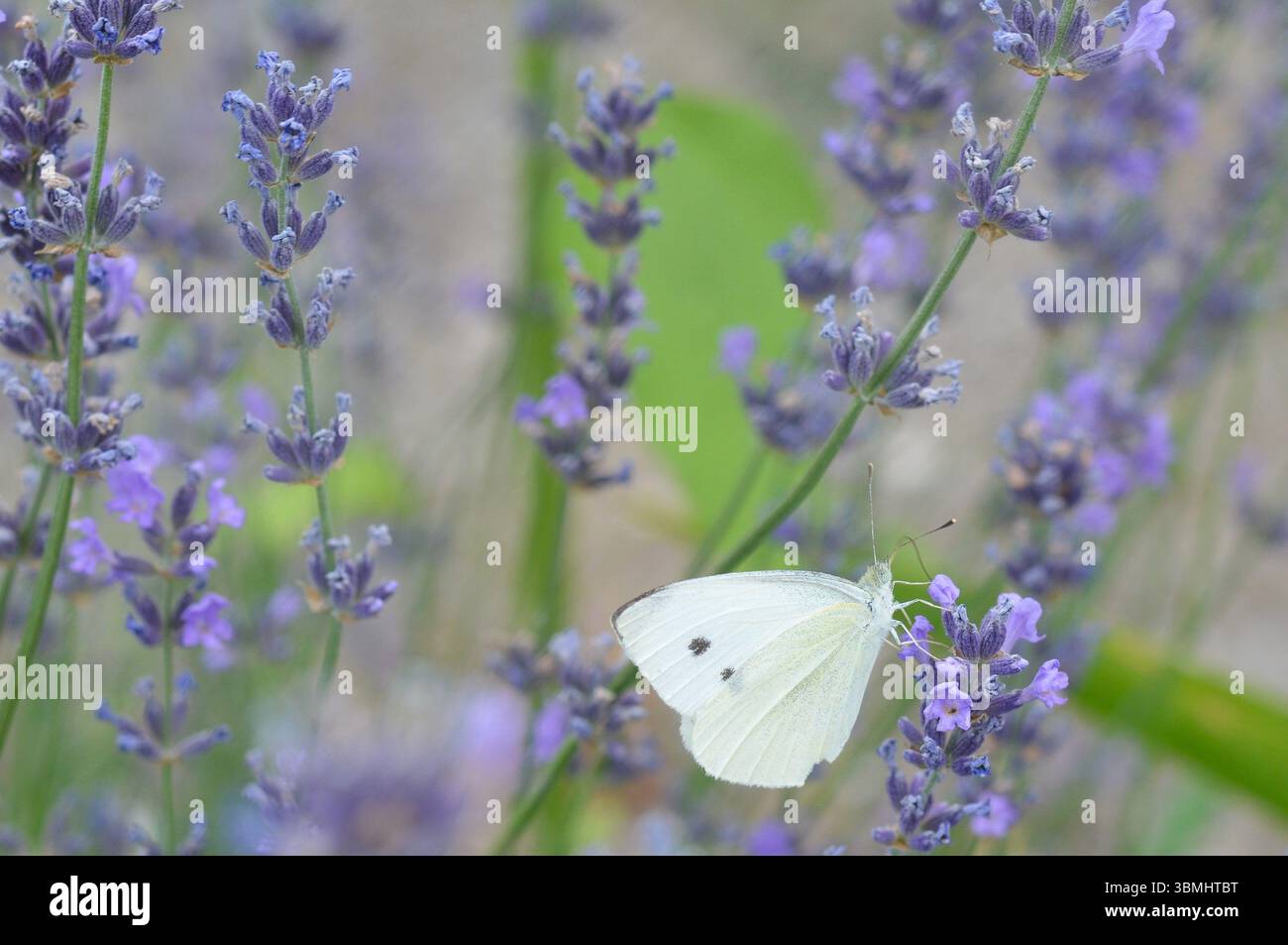 Semi di carota Moth- Sitochroa Palealis-Levander Flowers Foto Stock