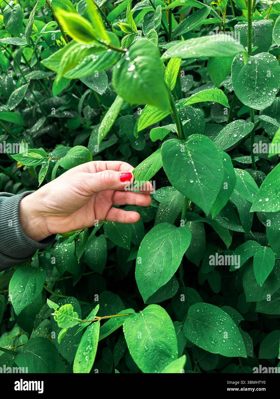 Donna che accarezza a mano giovani foglie vibranti dopo la doccia di primavera. Ottimo per temi di terapia della natura, marchi di lifestyle all'aperto e vita biologica. Foto Stock