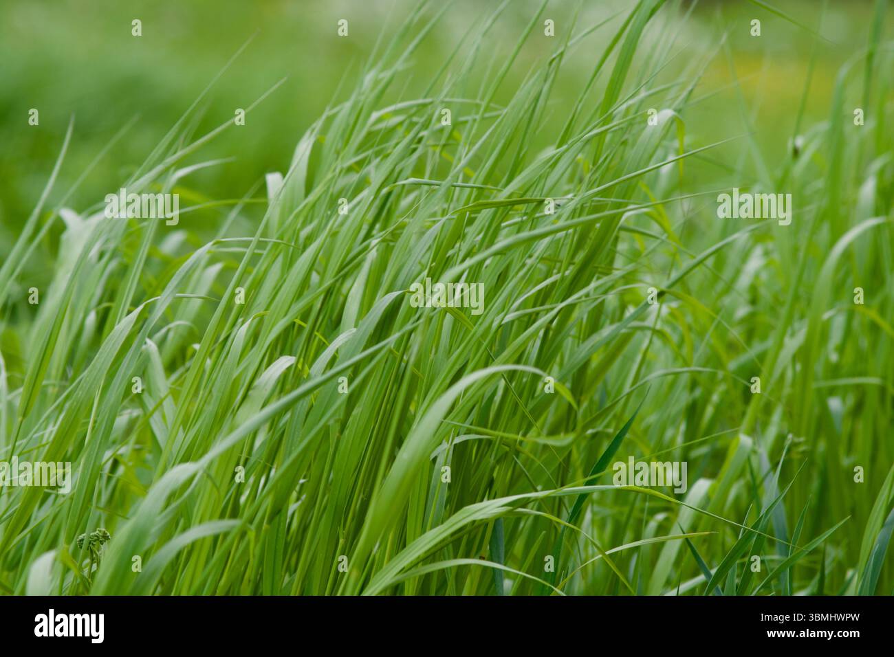 Prato selvatico che ondeggia nella brezza estiva, fotografato con luce naturale in Svezia. Foto in primo piano della natura che cattura il movimento e la bellezza stagionale. Foto Stock