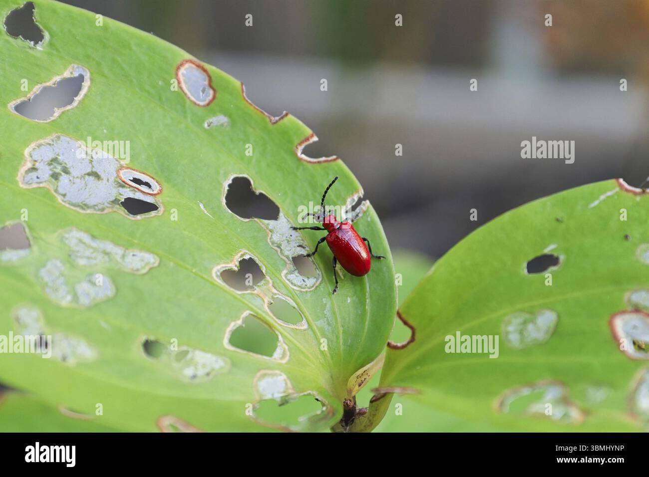Macro di una foglia di lilly mangiata con un Lilioceris lilii beetle Foto Stock