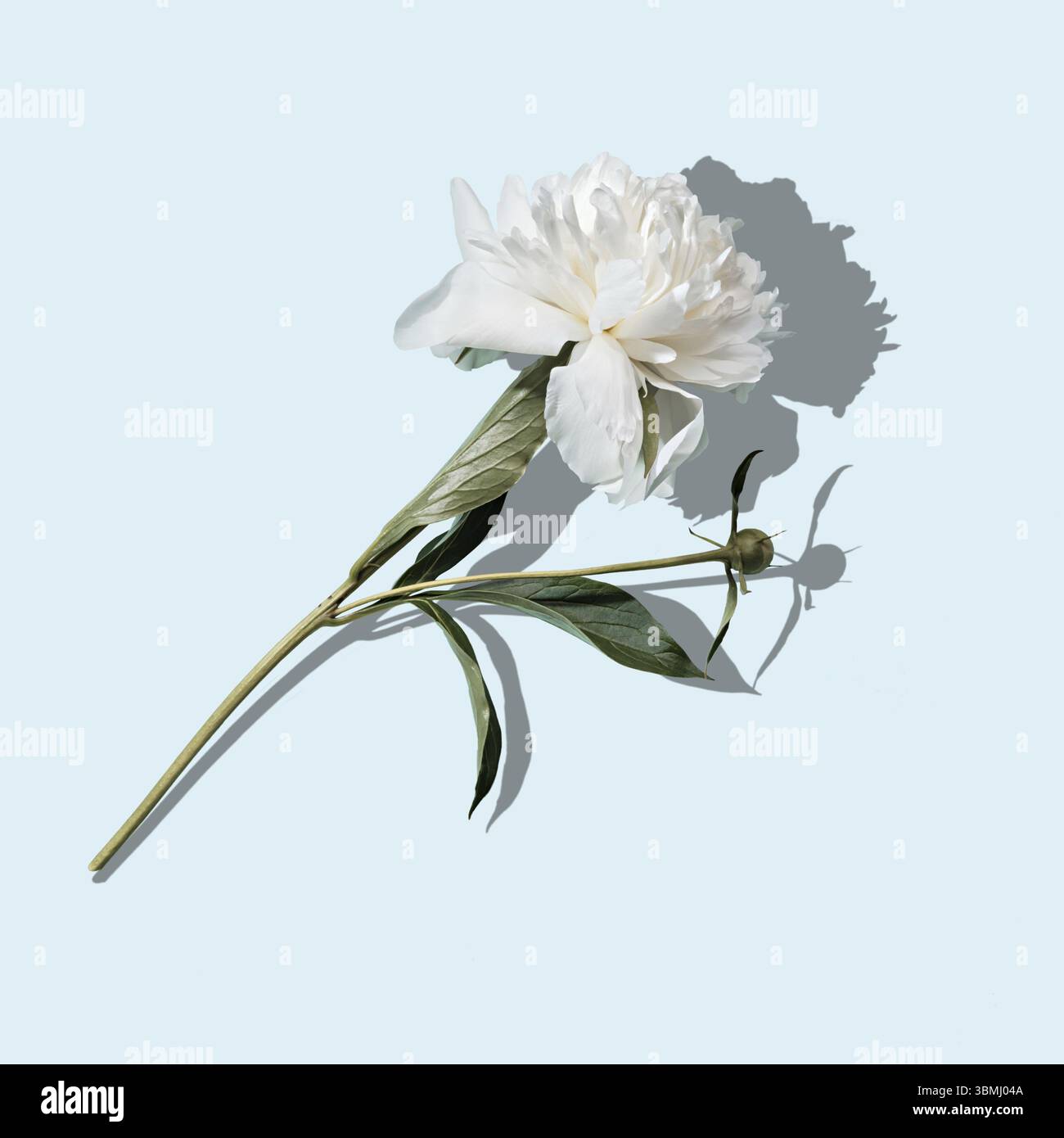 Bella peonia bianca su sfondo blu, ombra alla moda, concetto di vacanza Foto Stock