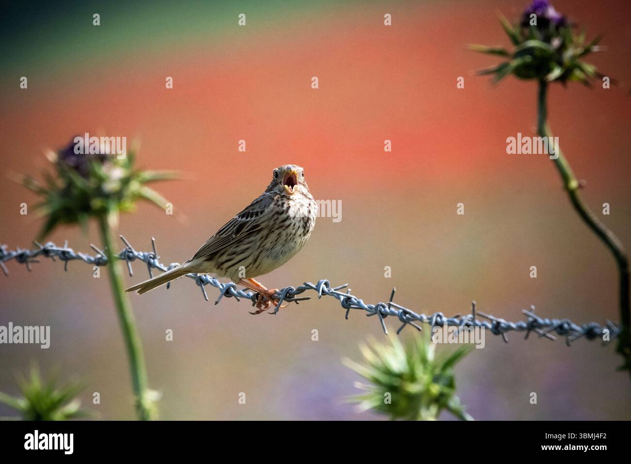 Granturco arroccato su filo spinato sullo sfondo di un campo di papavero rosso Foto Stock