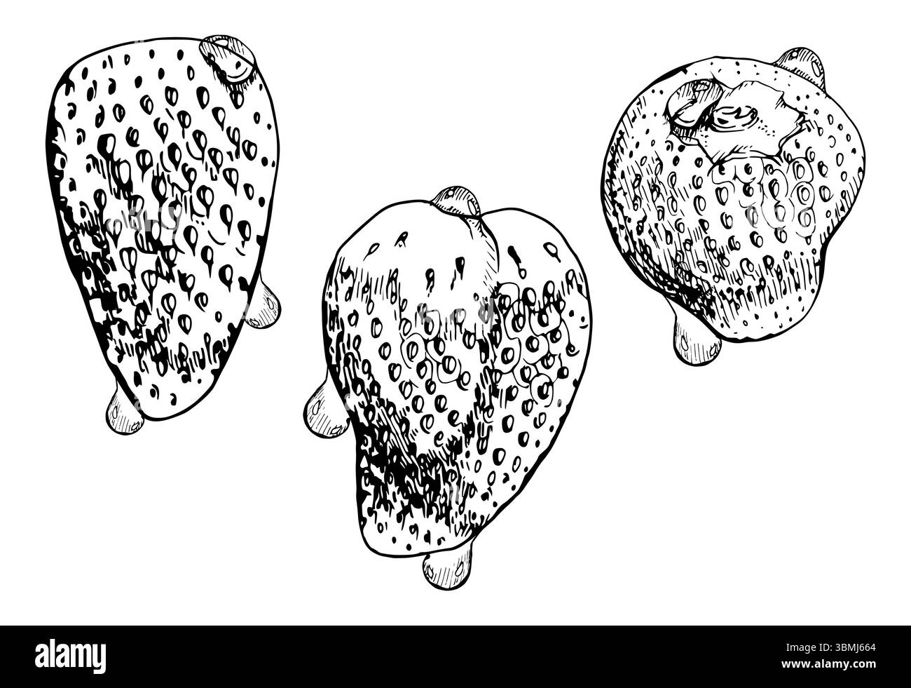 Fragola frutta matura in acqua gocce di rugiada bagnata umida a mano tirata a inchiostro vettoriale, fragola di fragola. Illustrazione isolata botanica. Conserve domestiche Illustrazione Vettoriale