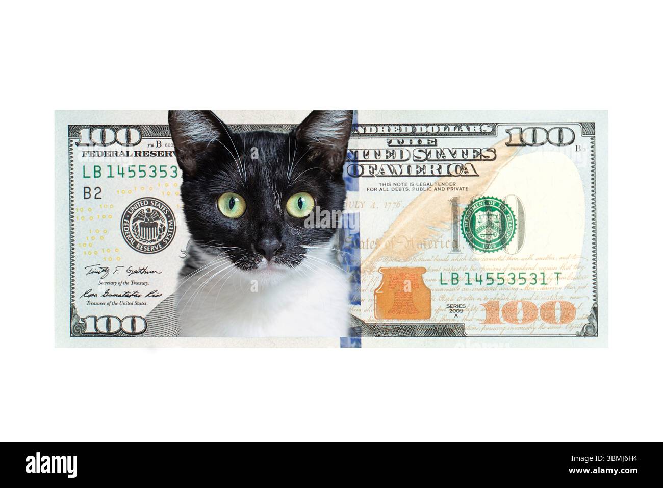 Una nota umoristica. Divertente e giocoso ritratto di gatto su una banconota da 100 dollari isolata su sfondo bianco Foto Stock