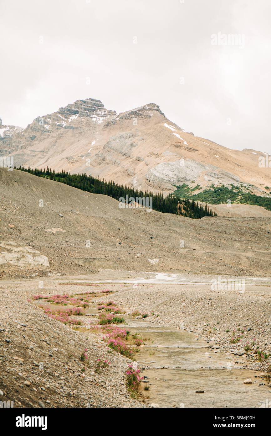 Ruscello alpino fiancheggiato da alghe nane sotto le pendici rocciose delle montagne. Foto Stock