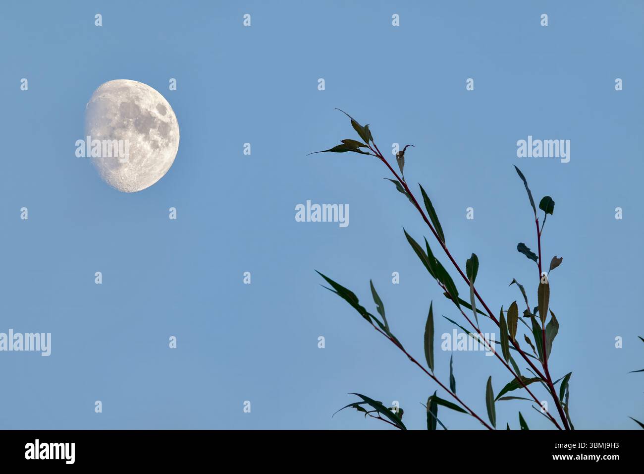 Luna in cielo nel tardo pomeriggio con fogliame frondoso in primo piano in inverno Foto Stock