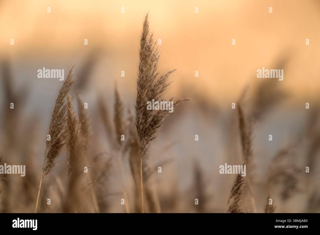 Primo piano di canne comuni che crescono nei letti di canne ai livelli del Somerset, con un leggero movimento Foto Stock