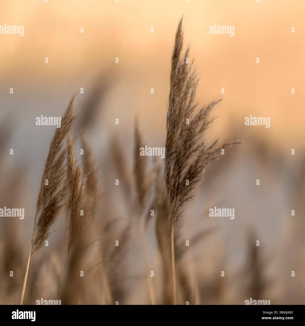 Primo piano di canne comuni che crescono nei letti di canne ai livelli del Somerset, con un leggero movimento Foto Stock