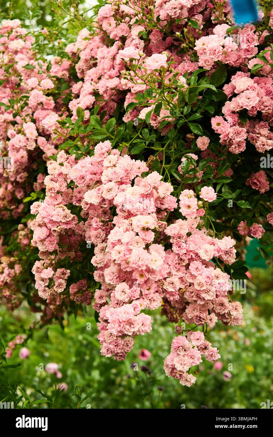 Bellissimi fiori rosa che crescono su una siepe Foto Stock