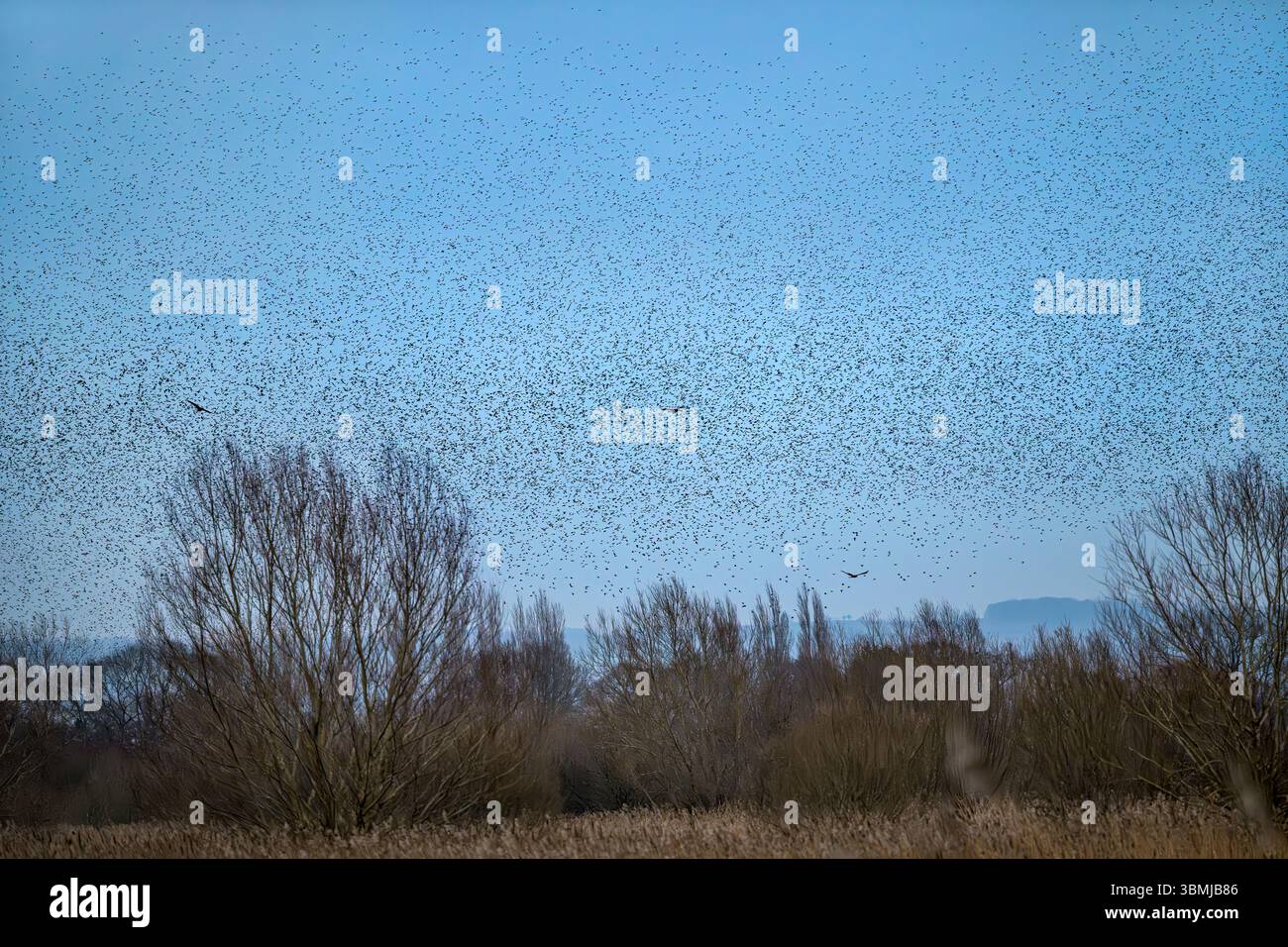 Masse di stelle che entrano in scena e mumurano ai livelli Somerset, Regno Unito, con Marsh Harriers in cerca di cibo Foto Stock