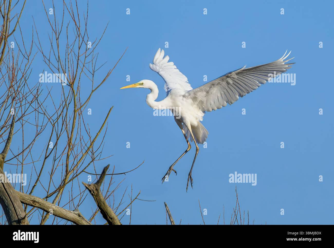 Great White Egret in arrivo a terra, preso la mattina presto, Chew Valley Lake, North Somerset, Regno Unito Foto Stock
