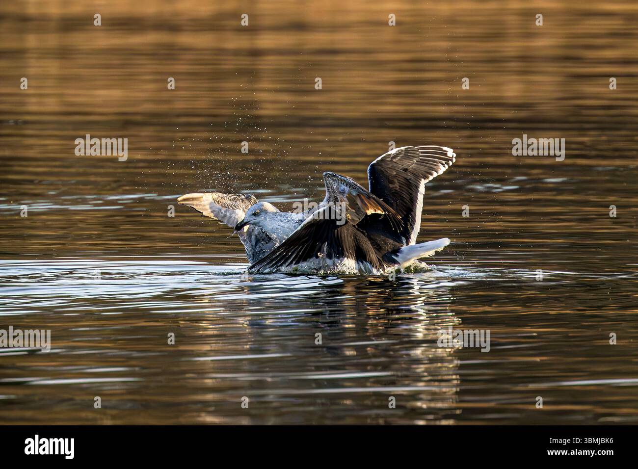 Grandi gabbiani dalla schiena nera, un adulto e un giovane che litiga in acqua sui pesci al lago Chew Valley, Regno Unito Foto Stock