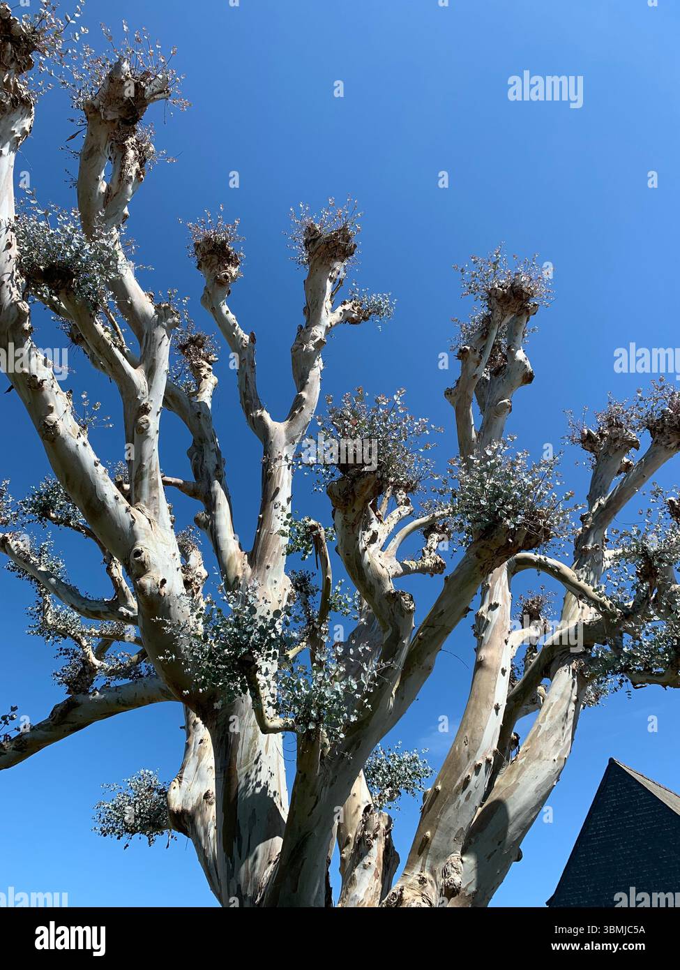 Un albero alto e senza foglie che arriva in un cielo azzurro limpido in una giornata di sole. Foto Stock