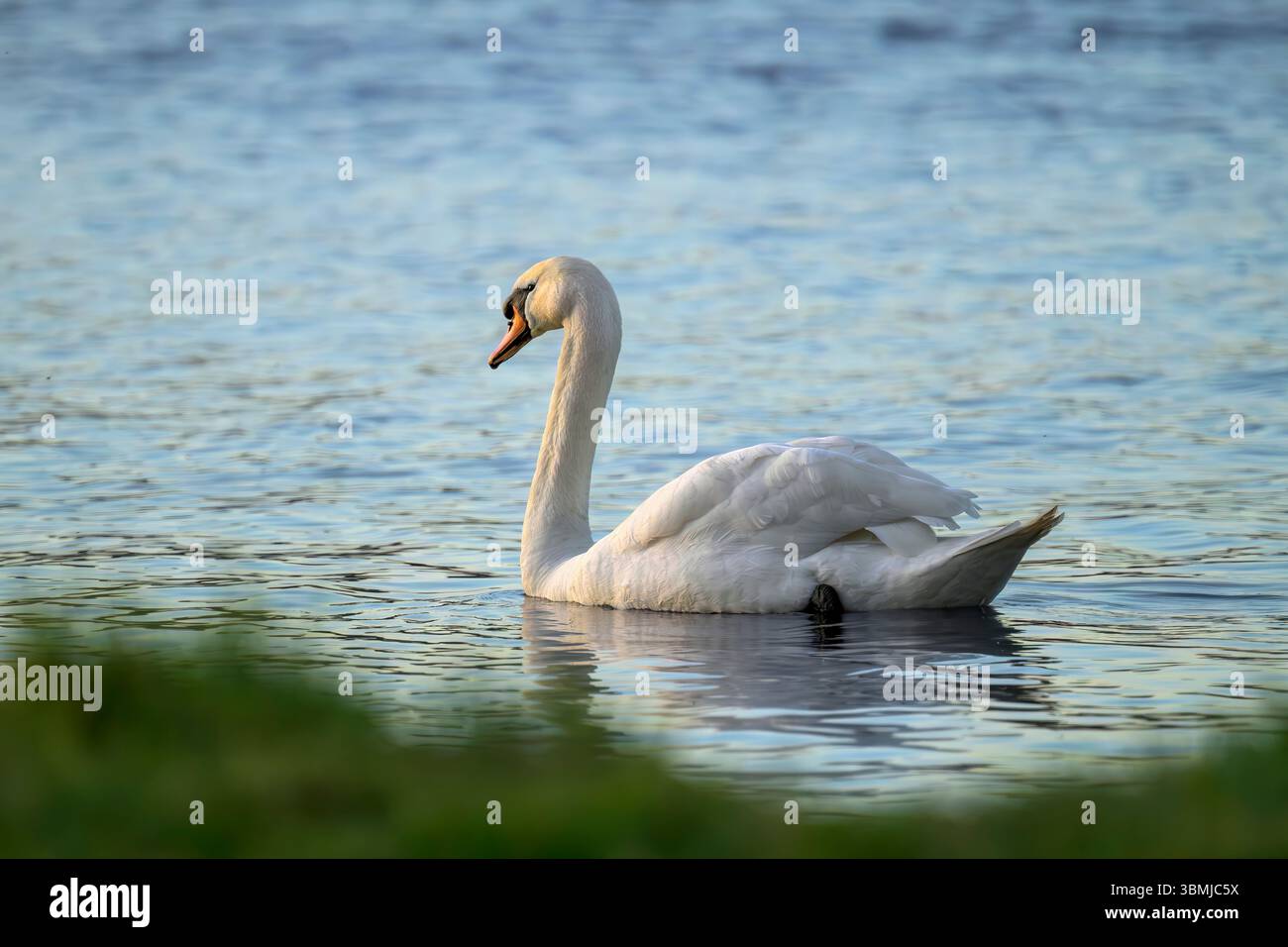 Mute Swan nuotava nell'ora d'oro, proprio come il sole stava tramontando al lago Blagdon., Somerset, Regno Unito Foto Stock